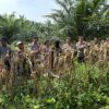 Tumpang Sari Jagung di Lahan Sawit, Polsek Kerinci Dukung Pertanian Berkelanjutan