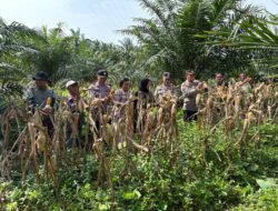 Tumpang Sari Jagung di Lahan Sawit, Polsek Kerinci Dukung Pertanian Berkelanjutan