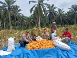 Sinergi Polri dan Perusahaan, Lahan Tidur Disulap Jadi Sumber Ketahanan Pangan