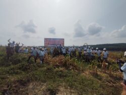 Ketahanan Pangan dari Lahan Perkebunan, Panen Jagung Digelar di Ukui