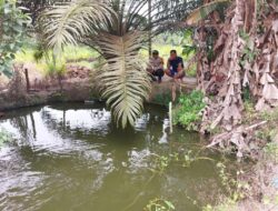 Polsek Bunut Monitoring Program Ketahanan Pangan di Desa Merbau
