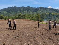 Polsek Silih Nara Matangkan 10 Hektar Lahan Jagung untuk Dukung Swasembada Pangan Kuartal III