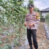 Dukung Program Ketahanan Pangan, Bhabinkamtibmas Bunut Sambangi Kebun Mandiri Warga