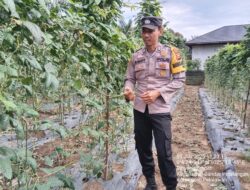 Dukung Program Ketahanan Pangan, Bhabinkamtibmas Bunut Sambangi Kebun Mandiri Warga