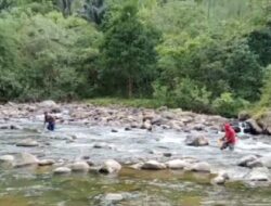 PD.Pembangunan Tanoh Gayo(BUMD) Berbenah Mendata Lahan Pinus di KonsesiKampung Simpang Tiga Uning dan Kemerleng,