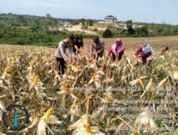 Dukung Program Ketahanan Pangan, Polsek Pangkalan Kerinci Ikut Panen Jagung Bersama Kelompok Tani