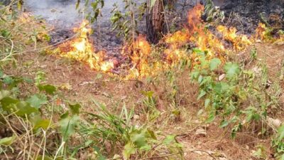 BKSDA Bantah Pembakaran Lahan Saat Penggiringan Gajah, Mediasi dengan Warga Akan Digelar