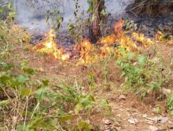 Warga Keluhkan Kebun Kopi Terbakar Saat Penggiringan Gajah Liar, Minta Tanggung Jawab Pihak Terkait