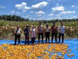 Polres Pelalawan dan PT. SBP Panen Jagung di Sorek Dua, Dukung Ketahanan Pangan Nasional