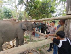 Kapolres Pelalawan Disambut Gajah Harmoni di Tesso Nilo