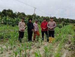 Dukung Program Ketahanan Pangan, Polsek Teluk Meranti Lakukan Pengecekan Tanaman Jagung