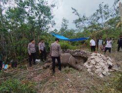 Penanganan Kematian Gajah Tari, Kapolsek Ukui Pastikan Transparansi dan Keamanan