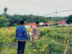 Petani Apresiasi Langkah Polsek Pangkalan Lesung Monitoring Ketahanan Pangan