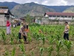 Kapolsek Bintang Bersama Anggota dan Petani Gotong Royong Rawat Lahan Jagung Dukung Ketahanan Pangan