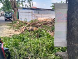 Miris..Ada apa Pohon di Tebang Tanpa Sebab Dinas Pertamanan di Pertanyakan?