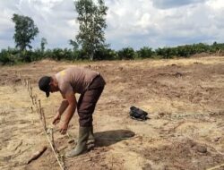 Bhabinkamtibmas Pangkalan Kuras Dukung Program Asta Cita dengan Penanaman Jagung Pipil di Kelompok Tani Maju Bersama