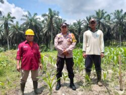 Cek Tanaman Jagung Tumpang Sari di PT Serikat Putra, Bhabinkamtibmas Pantau Pertumbuhan 30–40 cm