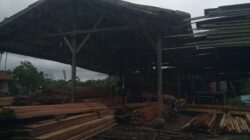 Hutan Habis di Babat Tiap Hari kayu Berenang Derasnya Air Sugai lubuk Pusaka