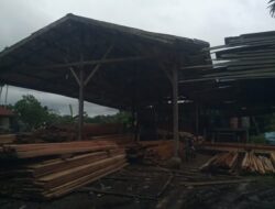 Hutan Habis di Babat Tiap Hari kayu Berenang Derasnya Air Sugai lubuk Pusaka