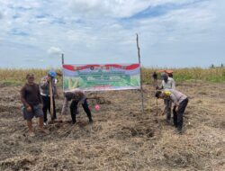 Ketahanan Pangan Jadi Fokus, Polsek Kuala Kampar Tanam Jagung Bersama Warga