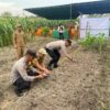 Dukung Ketahanan Pangan, Polsek Kerumutan Gelar Penanaman Jagung Kuartal IV