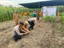Dukung Ketahanan Pangan, Polsek Kerumutan Gelar Penanaman Jagung Kuartal IV