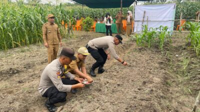 Dukung Ketahanan Pangan, Polsek Kerumutan Gelar Penanaman Jagung Kuartal IV