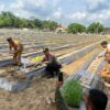 Sinergi Forkopimcam Ukui: Tanam Perdana Cabai Keriting Dukung Program Asta Cita 2025