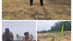 Kapolsek Pangkalan Kuras Cek Perkembangan Kebun Jagung Poktan Maju Bersama