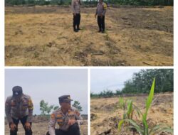 Kapolsek Pangkalan Kuras Cek Perkembangan Kebun Jagung Poktan Maju Bersama