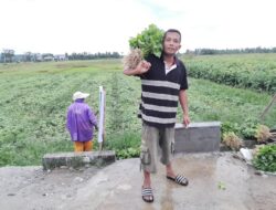 Petani Peudada Menjerit: 3 Tahun Irigasi Hagu Rusak, Ribuan Hektare Sawah Terancam