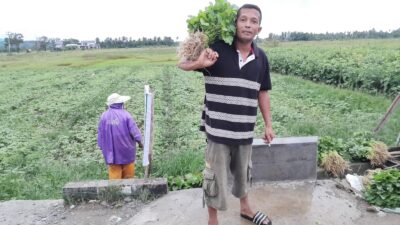 Petani Peudada Menjerit: 3 Tahun Irigasi Hagu Rusak, Ribuan Hektare Sawah Terancam