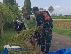 Aksi Nyata Babinsa Desa  Budeng, Turun Langsung Bantu Petani saat Proses Ubinan