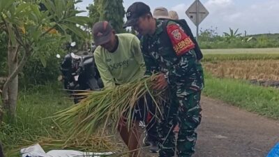 Aksi Nyata Babinsa Desa  Budeng, Turun Langsung Bantu Petani saat Proses Ubinan