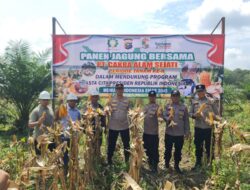 Kapolsek Pangkalan Kuras Hadiri Panen Jagung Tumpang Sari di Sorek Dua