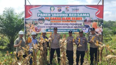 Kapolsek Pangkalan Kuras Hadiri Panen Jagung Tumpang Sari di Sorek Dua