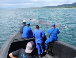Gerak Cepat Sat Polairud Polres Jembrana Evakuasi Paus Sperma, yang Terdampar di Perairan Gilimanuk