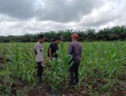 Polisi Pantau Penanaman Jagung Serentak Dukung Program Asta Cita Presiden