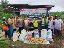 Polsek Ukui Panen Jagung Pipil Kuartal I, Dukung Program Ketahanan Pangan