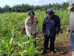 Polsek Teluk Meranti Cek Tanaman Jagung Pipil Dukung Program Asta Cita Presiden