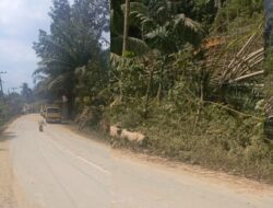 Diduga Galian C Ilegal di Peunaron Lama, Jalan Berdebu dan Terancam Longsor, Dinas Terkait dan APH Diminta Segera Bertindak