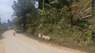 Diduga Galian C Ilegal di Peunaron Lama, Jalan Berdebu dan Terancam Longsor, Dinas Terkait dan APH Diminta Segera Bertindak