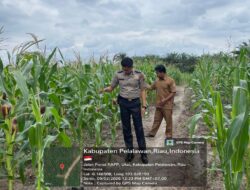 Polsek Ukui Pantau Perkembangan Jagung Pipil Kelompok Tani di Desa Air Hitam