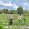 Panen Cabai Bersama di Kecamatan Timang Gajah, Wujud Sinergi Dukung Ketahanan Pangan