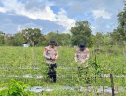 Panen Cabai Bersama di Kecamatan Timang Gajah, Wujud Sinergi Dukung Ketahanan Pangan