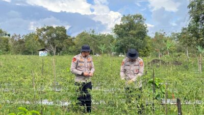 Panen Cabai Bersama di Kecamatan Timang Gajah, Wujud Sinergi Dukung Ketahanan Pangan