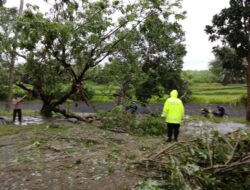 Gerak Cepat Piket UKL, Pohon Tumbang di Darmasaba Berhasil Dievakuasi