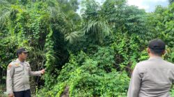 Antisipasi Kebakaran Hutan dan Lahan, Polsek Pangkalan Kuras Laksanakan Patroli Karhutla