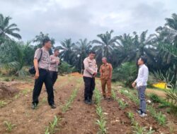 Polsek Pangkalan Kuras Tinjau Progres Tanam Jagung Pipil di Desa Sialang Indah