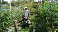 Babinsa Koramil 02/Bebesen Dampingi Petani Rawat Tanaman Tomat di Aceh Tengah